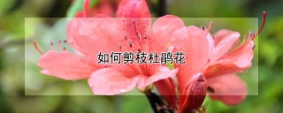 如何剪枝杜鹃花,第1图