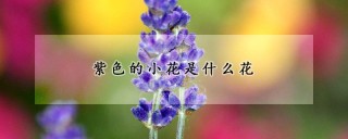 紫色的小花是什么花,第1图