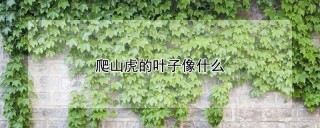 爬山虎的叶子像什么,第1图