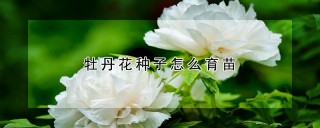 牡丹花种子怎么育苗,第1图