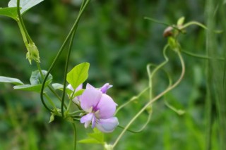 春季豇豆种植技术,第2图