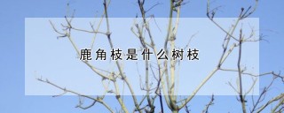 鹿角枝是什么树枝,第1图