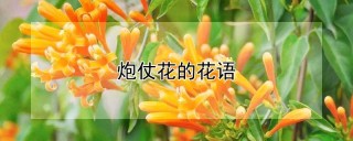 炮仗花的花语,第1图