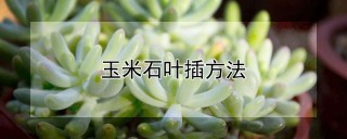 玉米石叶插方法,第1图