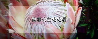 南非公主花花语,第1图