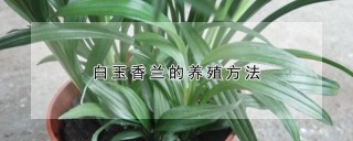 白玉香兰的养殖方法,第1图