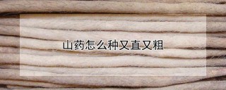 山药怎么种又直又粗,第1图