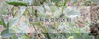 蚕豆和豌豆的区别,第1图