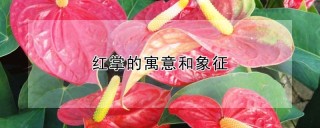 红掌的寓意和象征,第1图