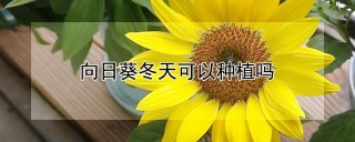 向日葵冬天可以种植吗,第1图