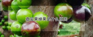 嘉宝果掉果是什么原因,第1图