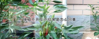 辣椒不开花不结果是怎么回事,第1图