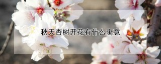 秋天杏树开花有什么寓意,第1图