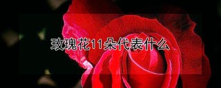 玫瑰花11朵代表什么,第1图