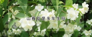 山梅花是多年生吗,第1图