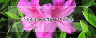 为什么杜鹃花的花苞枯了都不开花,第1图