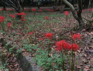 彼岸花怎么种植，老农总结七大种植方法,第7图