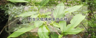 野生火琉璃树长什么样,第1图