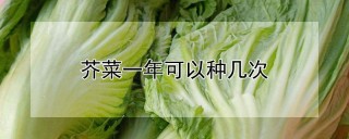 芥菜一年可以种几次,第1图