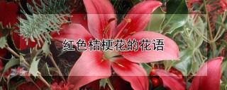 红色桔梗花的花语,第1图