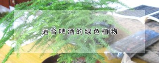 适合啤酒的绿色植物,第1图