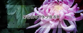 菊花在零下多少度冻死,第1图