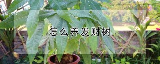 怎么养发财树,第1图