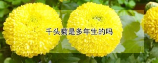 千头菊是多年生的吗,第1图