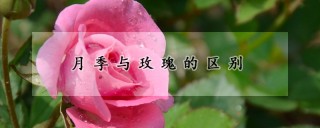 月季与玫瑰的区别,第1图