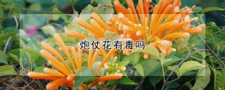 炮仗花有毒吗,第1图