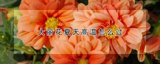 大丽花夏天高温怎么过,第1图