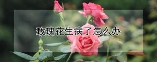 玫瑰花生病了怎么办,第1图