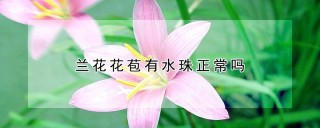 兰花花苞有水珠正常吗,第1图