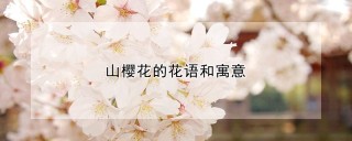 山樱花的花语和寓意,第1图