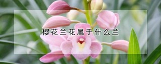 樱花兰花属于什么兰,第1图