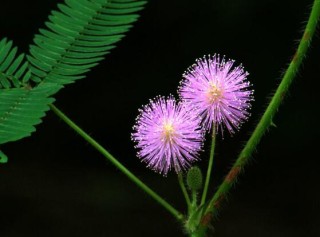 含羞草怎么浇水，含羞草浇水方法,第7图