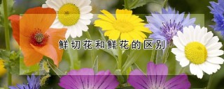 鲜切花和鲜花的区别,第1图