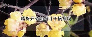 腊梅开花前把叶子摘掉吗,第1图