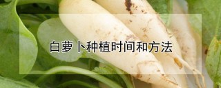 白萝卜种植时间和方法,第1图