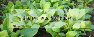 菠菜种子要泡多久才能种,第1图