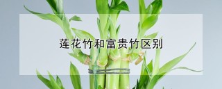 莲花竹和富贵竹区别,第1图