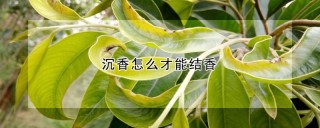 沉香怎么才能结香,第1图