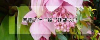 宝莲灯叶子掉了还能长吗,第1图