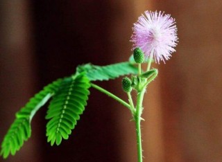 含羞草会开花吗，含羞草什么时候开花,第7图