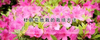 杜鹃花地栽的栽培方法,第1图