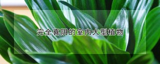 完全喜阴的室内大型植物,第1图