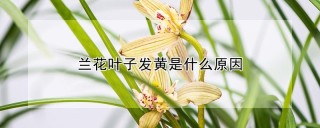 兰花叶子发黄是什么原因,第1图