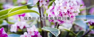 瑞香叶子发黄掉落咋回事,第1图