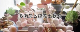 多肉怎么控养出状态,第1图