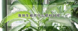 落地生根用什么肥料好呢,第1图